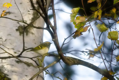 Pallass Leaf Warbler (Kungsfgelsngare )