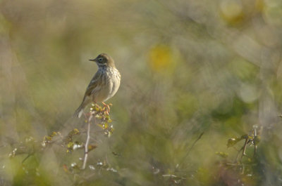 Meadow Pipit (ngspiplrka)