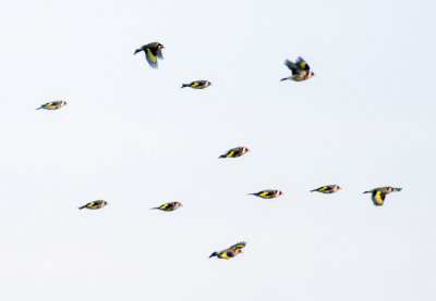 European Goldfinch (Steglits)