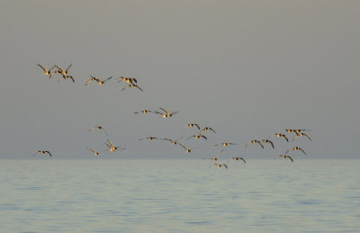 Barnacle geese (Vitkindad gs)