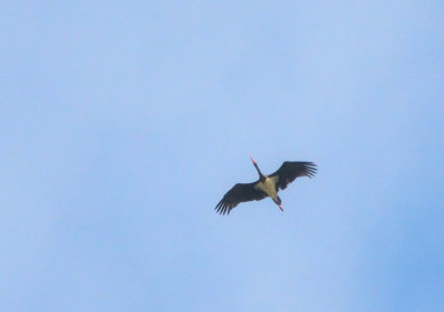Black Stork (Svart stork)