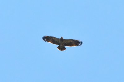 Lesser Spotted Eagle (Mindre skrikrn)