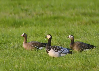 Lesser White-fronted Goose and Barnacle Goose (Fjllgs och Vitkindad gs) with 1K hybrid