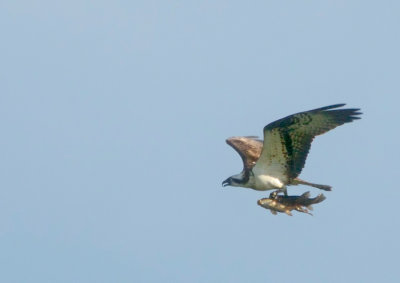 Osprey with two catches (Fiskgjuse)