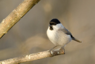 Marsh Tit (Entita)