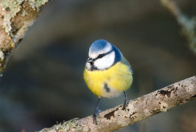 Blue Tit (Blmes)