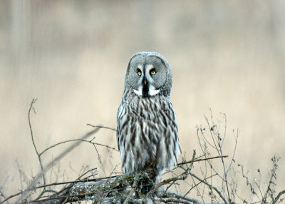 Great Grey Owl (Lappuggla)