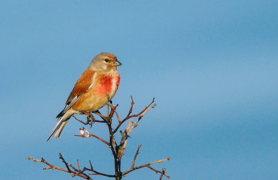 Common Linnet (Hmpling)