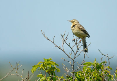 Tawny Pipit (Fltpiplrka)