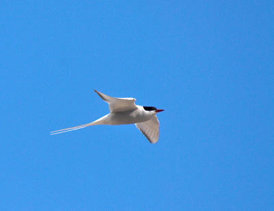 Arctic Tern (Silvertrna)