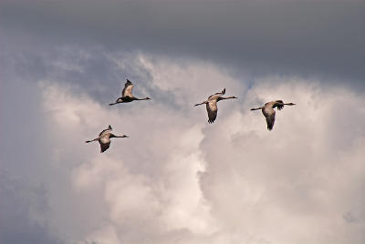 Cranes (Trana)
