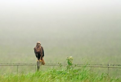 Western Marsh Harrier