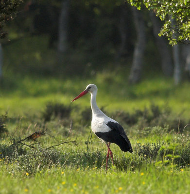 White Stork (Vit stork)