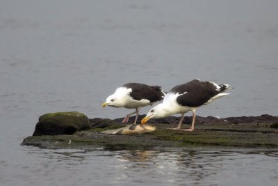 Big eats first! Great Black-backed Gull