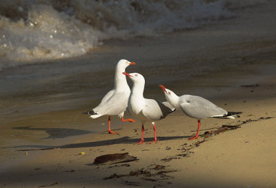 Silver Gulls, Sydney