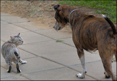 Buba&Cat_DSC_0014c.jpg