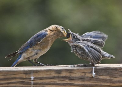 Feeding Baby