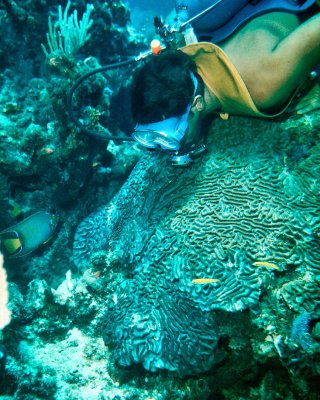 Diver on Brain Coral