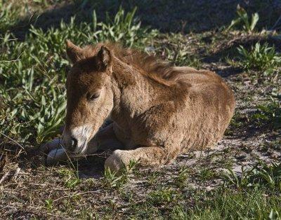 New Born Foal - Several Days Old