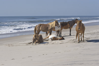 Horses on Beach