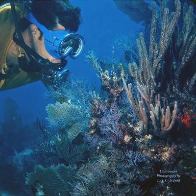 Diver Looking at Soft Corals