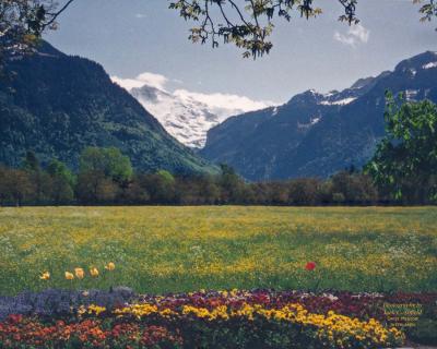 Swiss Meadow
