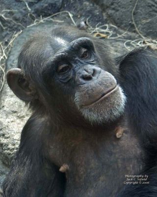 Female Chimp
