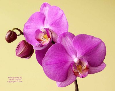 Opening Orchids