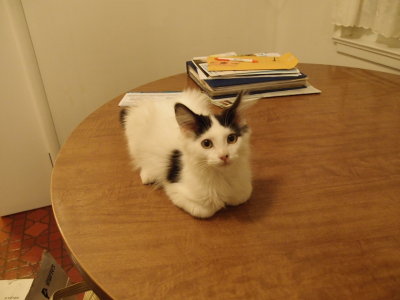 Our new kitten, Jasper,