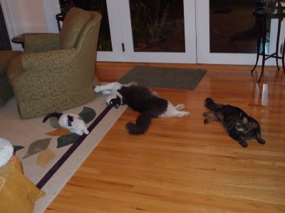 Three different size cats --