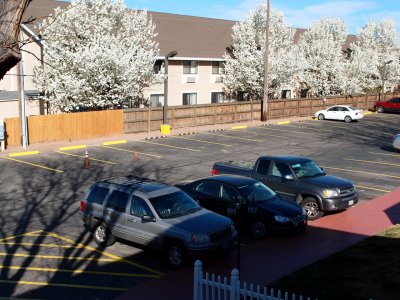 The Ramada in Grand Junction.  The trees normally don't flower this early.