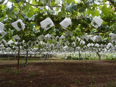 Table grapes