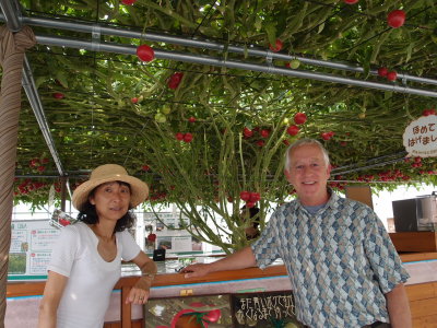 The biggest tomato plant I've ever seen, 20 feet in diameter.