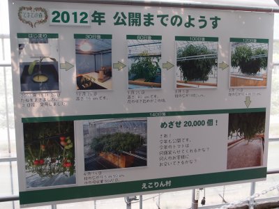 The history of the plant. Their goal is to get 20,000 tomatoes from this single plant.