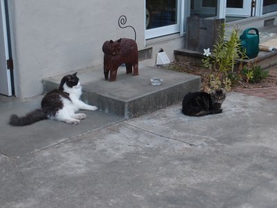 Tabby was fine when we got home, What a relief.