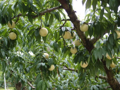 perfect white peaches