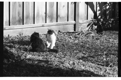 Then he harassed Czar,
