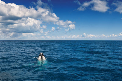 Whales