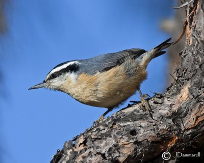 Red-breasted Nuthatch