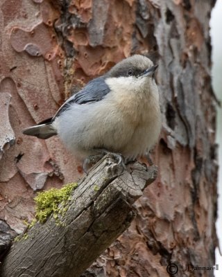 Pygmy Nuthatch
