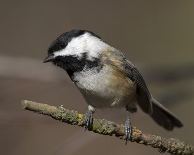 Black-capped Chickadee