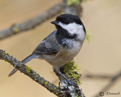 Black-capped Chickadee