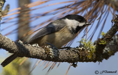 Black-capped Chickadee