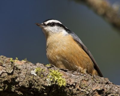 Red-breasted Nuthatch