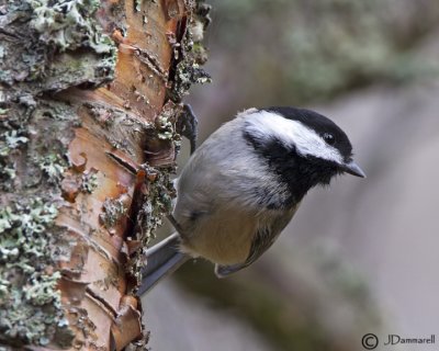 Black-capped Chickadee