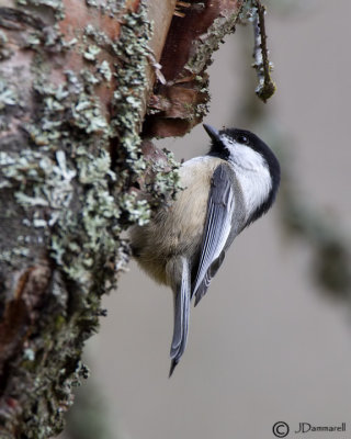 Black-capped Chickadee