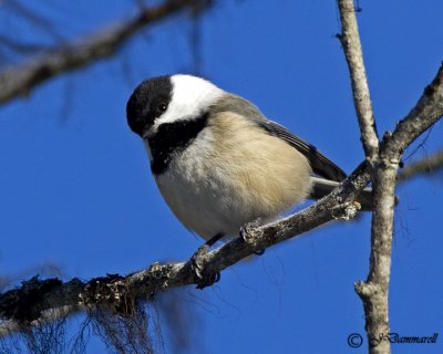 Black-capped Chickadee