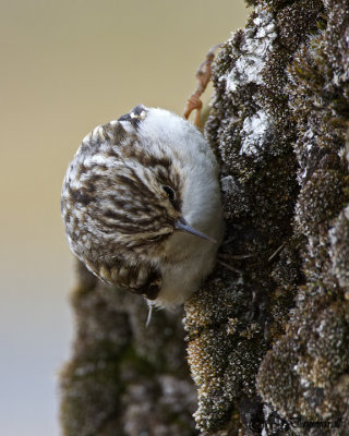 Brown Creeper