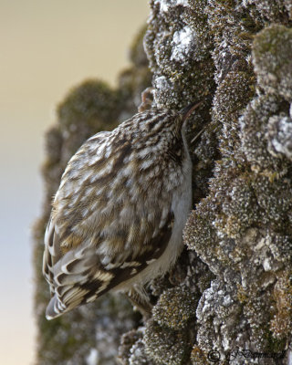 Brown Creeper