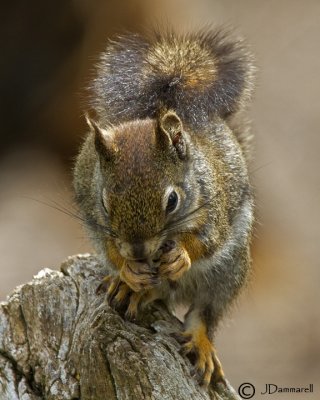 Red Squirrel